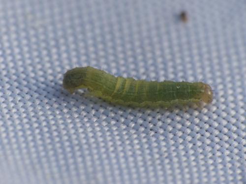 Noctua pronuba